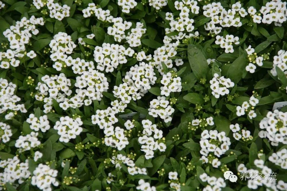 20种一二年生花卉,22种花朵