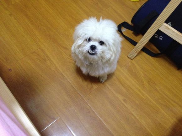 拯救狗狗不被蜜蜂蜇,拯救狗狗原版