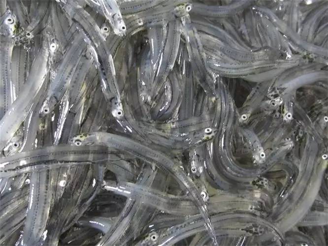 新西兰南岛大海,新西兰海鲜哪个最好吃视频