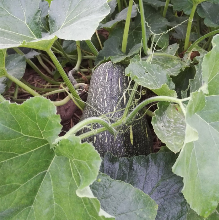 现在在农村做什么最合适,农村人在城里适合做什么