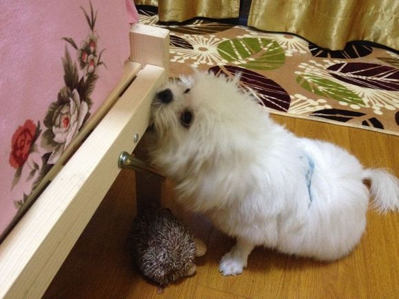 拯救狗狗不被蜜蜂蜇,拯救狗狗原版