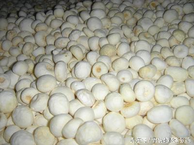 每日一药半夏的功效,半夏每日用量