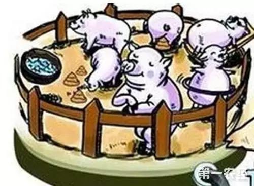 猪粪一坨一坨的是什么情况,一坨粪便有多少细菌