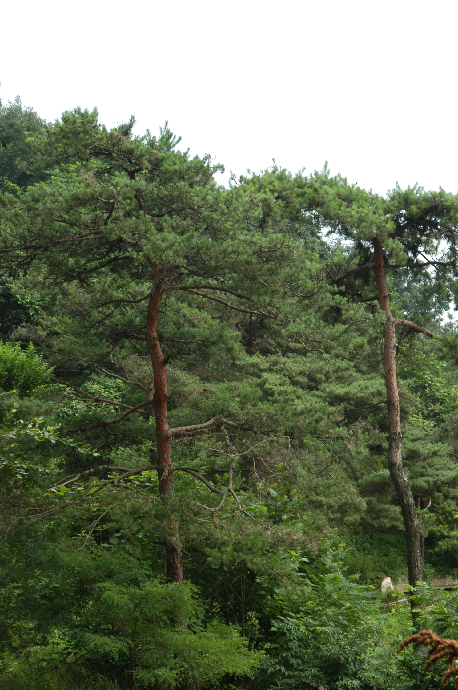 珍稀水源地,大连野生珍稀植物