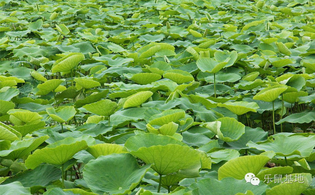 莲花很美,莲花应该怎么吃