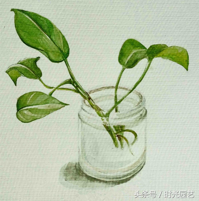 水培绿萝的自然笔记,水培绿萝和水培吊兰