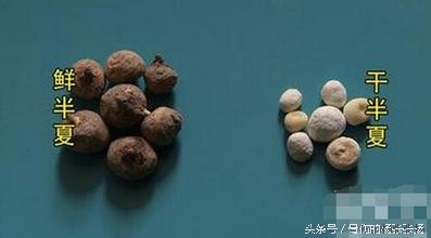 每日一药半夏的功效,半夏每日用量