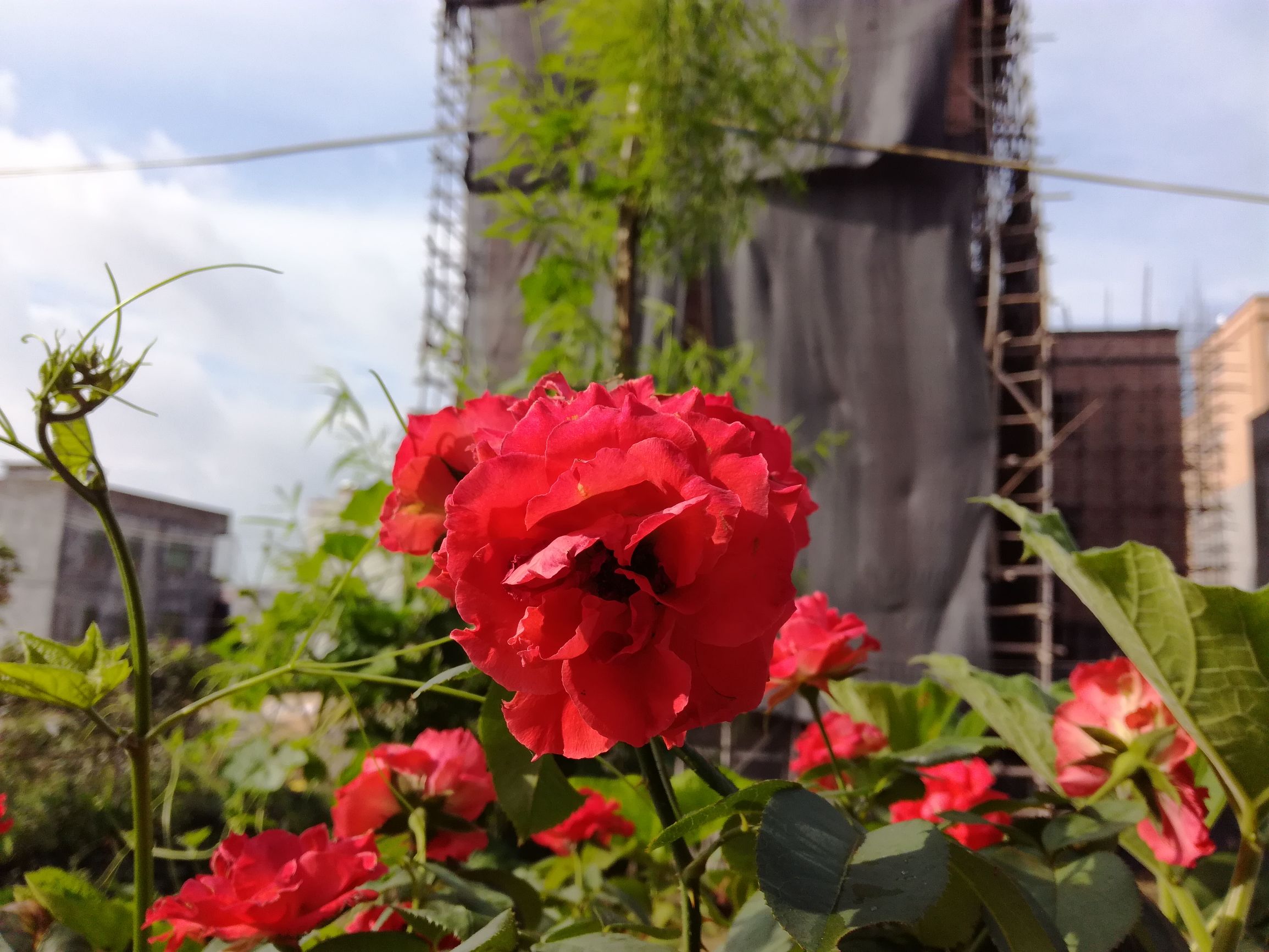 华为5c正品手机价格是多少,千元5g手机华为