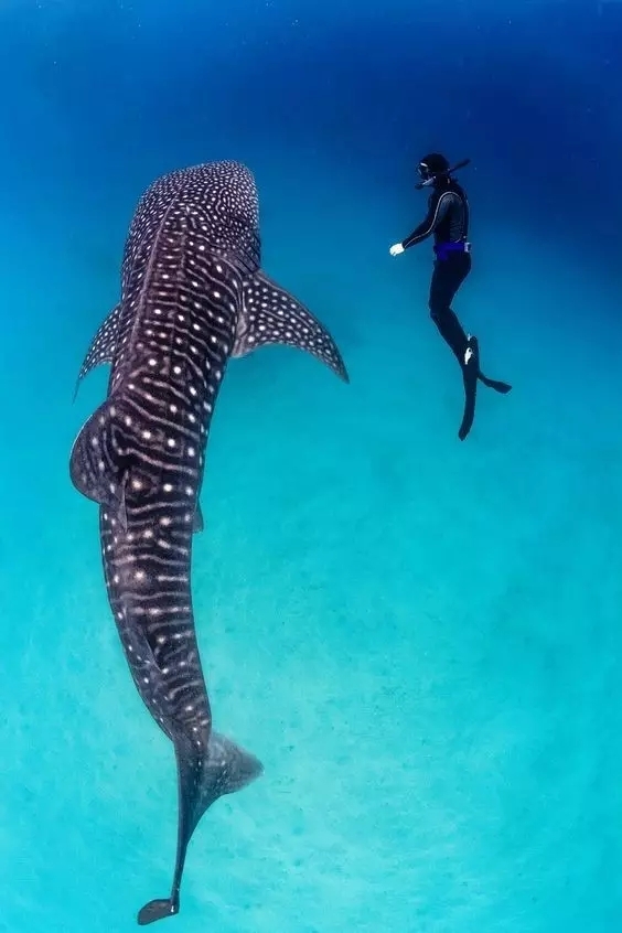 浮潜都需要准备什么,如果你是潜水员你最想说什么