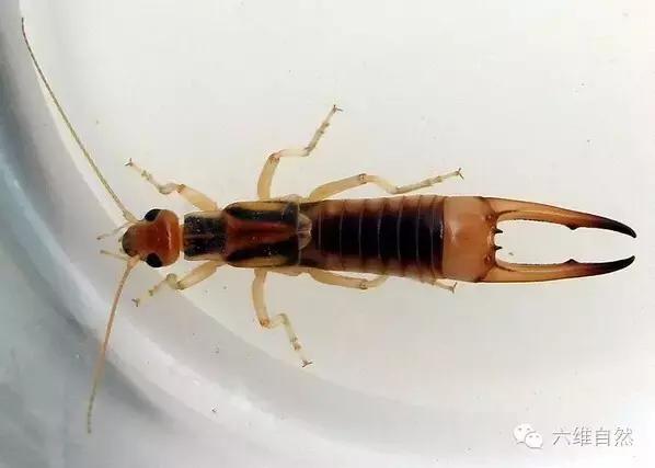 有没有本地人耳朵里钻进了蠼螋,蠼螋俗称耳夹子虫