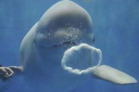 珠海长隆海洋王国游玩攻略暑假,两天一夜珠海长隆海洋王国攻略