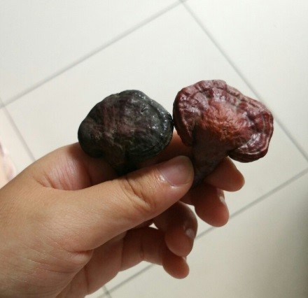 常见的小蘑菇有哪些,常见小蘑菇