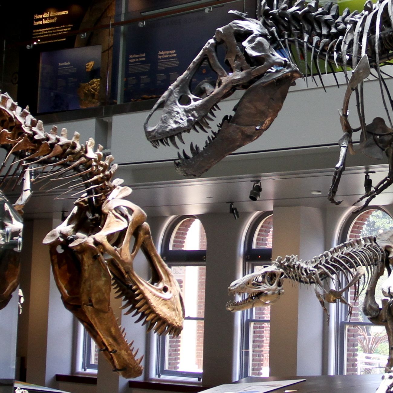 一锤子打断暴龙腿的中生代的“坦克”——甲龙