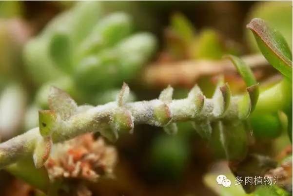 多肉植物黄叶是怎么回事,多肉黄叶发霉怎么治