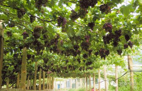 别找我，我去村里耍了！秦皇岛农家乐大盘点~