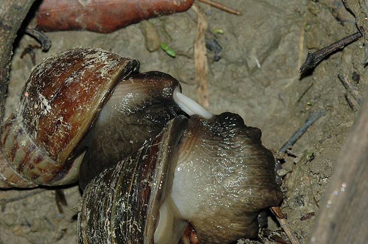 蜗牛为什么有营养,蜗牛为什么会产生大量的热