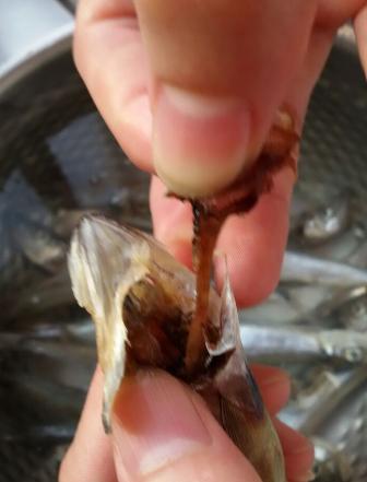 干煎多春鱼正宗做法,干煎多春鱼