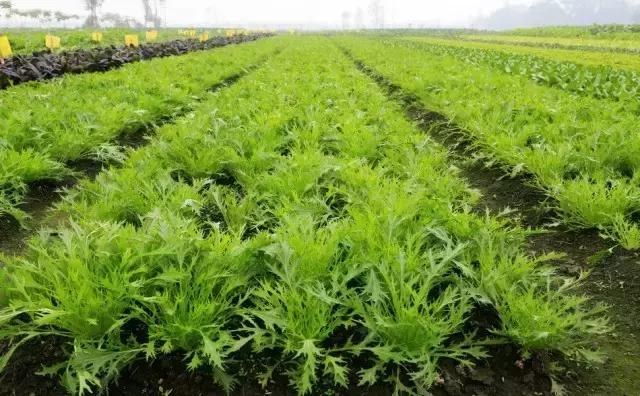 2016年最新株洲15大怪,每一句都扎心啊!