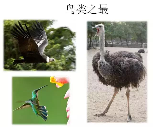 如果小鸟受伤了该怎么救助,野生小鸟受伤了怎么救它的