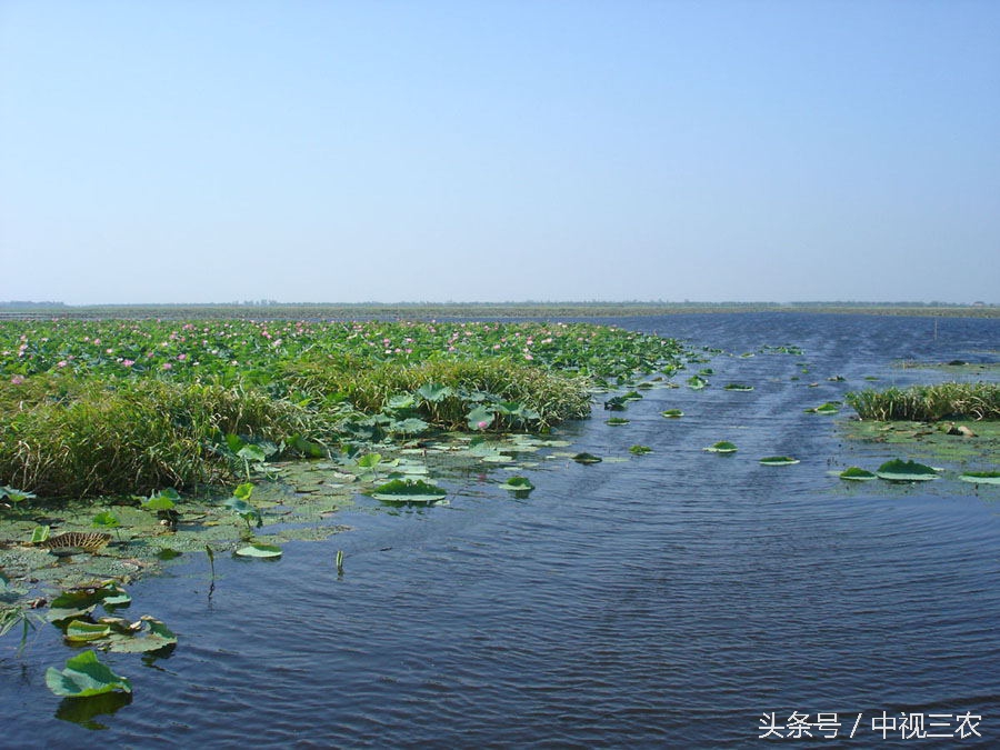 大暑节气养生食谱,大暑已至这份消暑攻略赶紧收藏