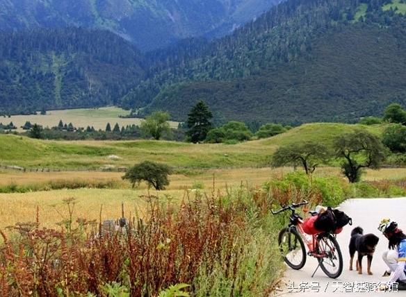 骑车遇到凶狗怎么办,户外遇到恶狗怎么保命