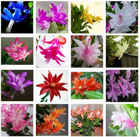 如何识别网购真假农药,辨别假的花卉