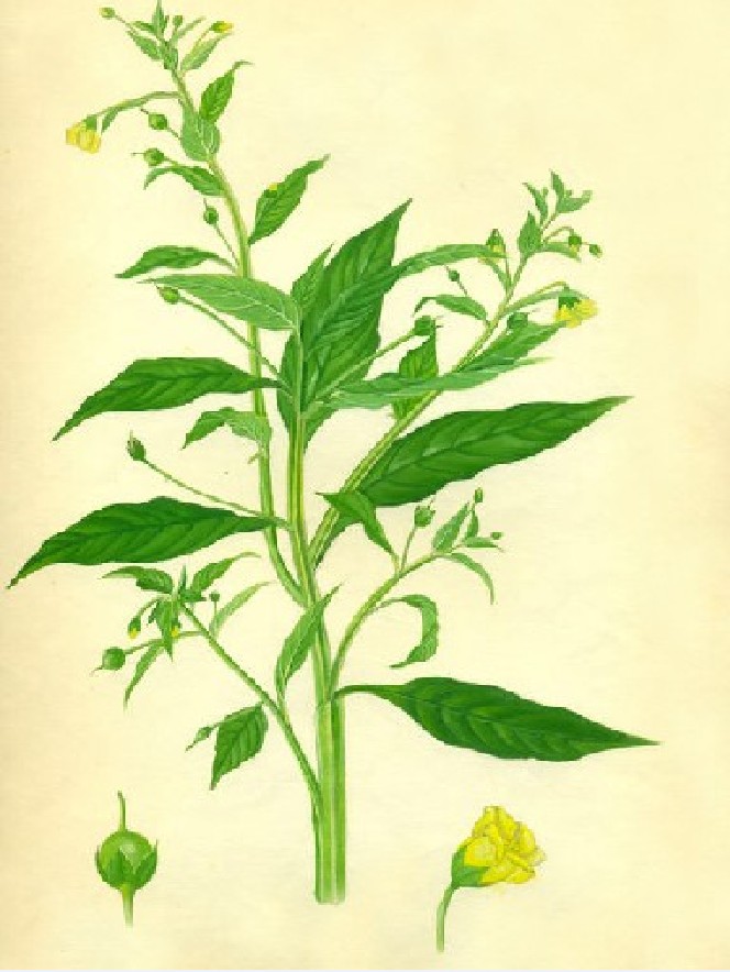 驱蚊神器第一名植物薄荷,香草真的有驱蚊效果吗