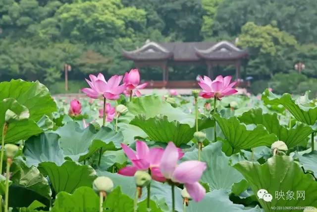 河南赏荷花旅游好去处,河南最美荷花是哪里的景点