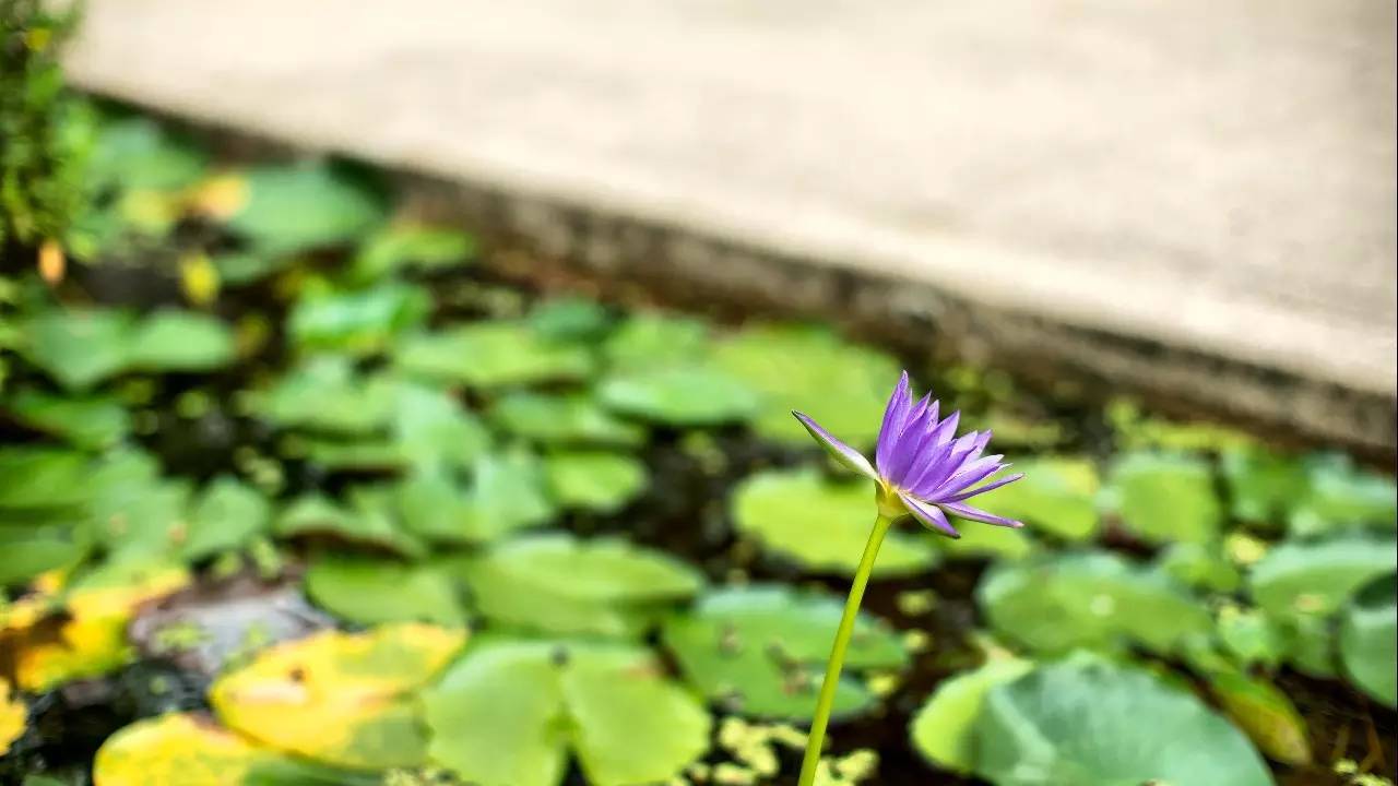 中国的第一家安缦酒店,寻本溯源倚鹿前行