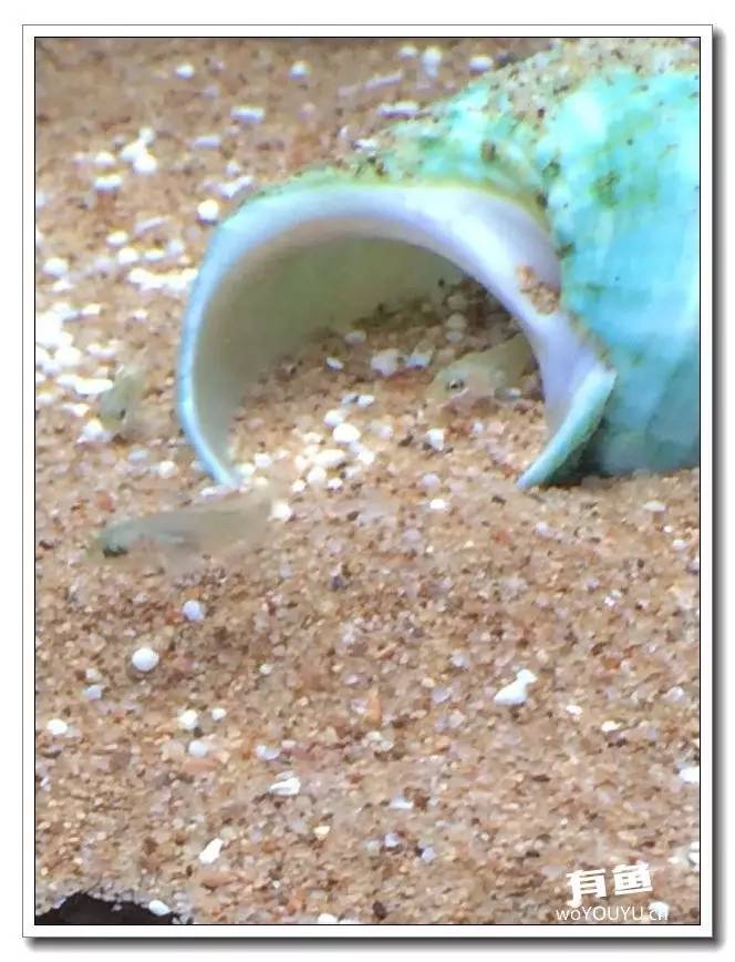 养了一个月的鱼突然大批死亡,斗鱼孵化后小鱼换水团灭