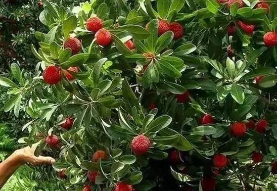 南宁周边农家乐哪里便宜又有果摘,南宁可以摘果的农家乐