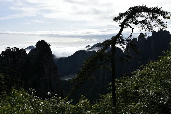 黄山四绝奇松迎客松,黄山五绝和黄山五胜