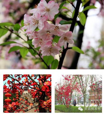 2015年荣昌人必做的18件事，你做过几件？2016年你还要做哪些事？