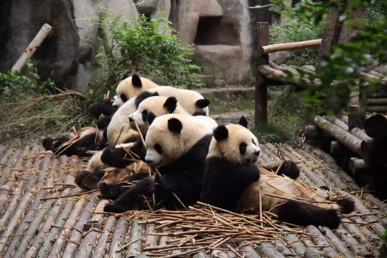 专访丨他说他的目标是拍一套熊猫有表情的照片