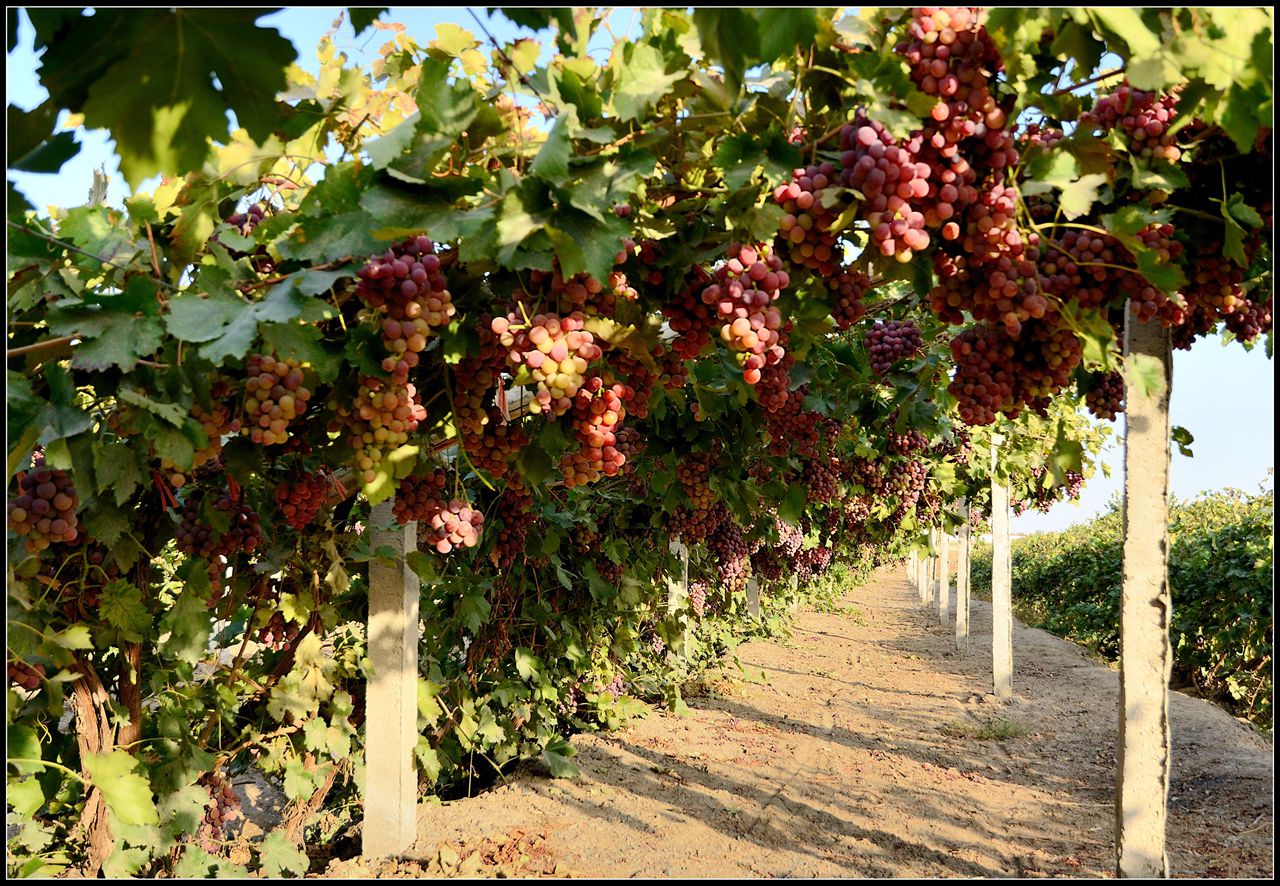采摘葡萄游玩,最美葡萄园风景