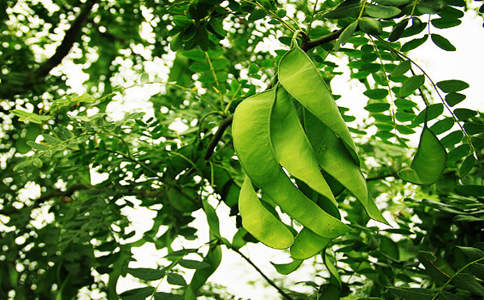 皂荚泡水喝功效,皂荚刺泡酒有啥作用