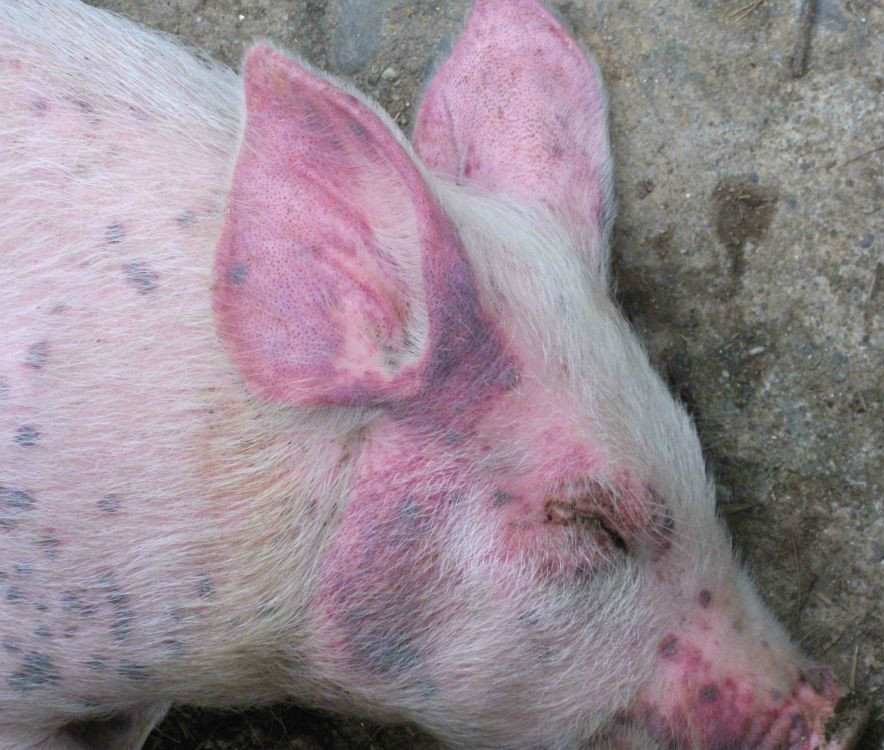 控制病毒的最好办法是什么,控制新冠病毒最简单直接的方法