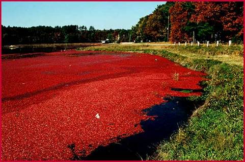 水草疯长会导致水中缺氧吗,水草缺氧死鱼