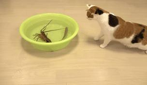 当霸气喵星人对上大龙虾，气氛不算融洽，整只猫都感觉不太好了！