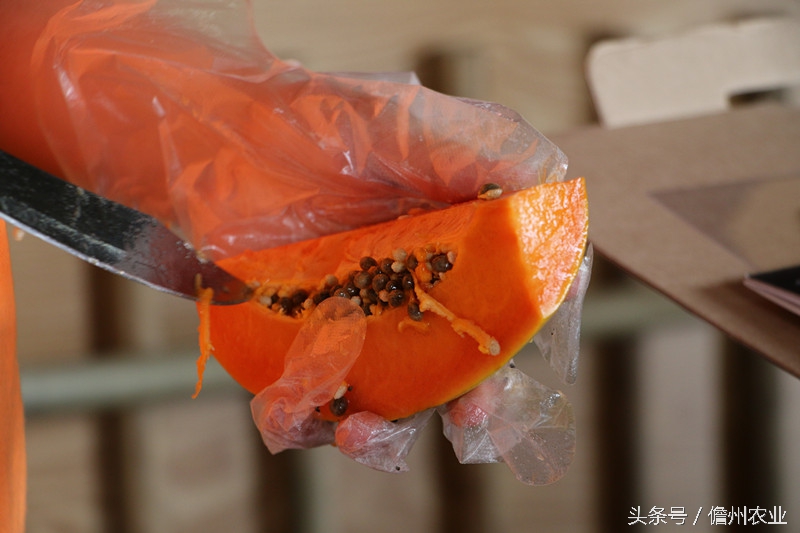 木瓜排骨汤是凉性的吗,木瓜莲子排骨汤的做法