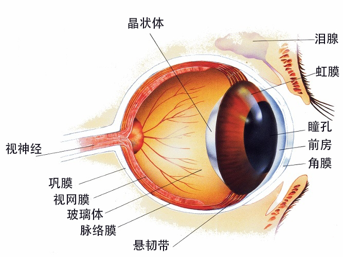 高度近视闪光感症状,闪光症是什么疾病的征兆