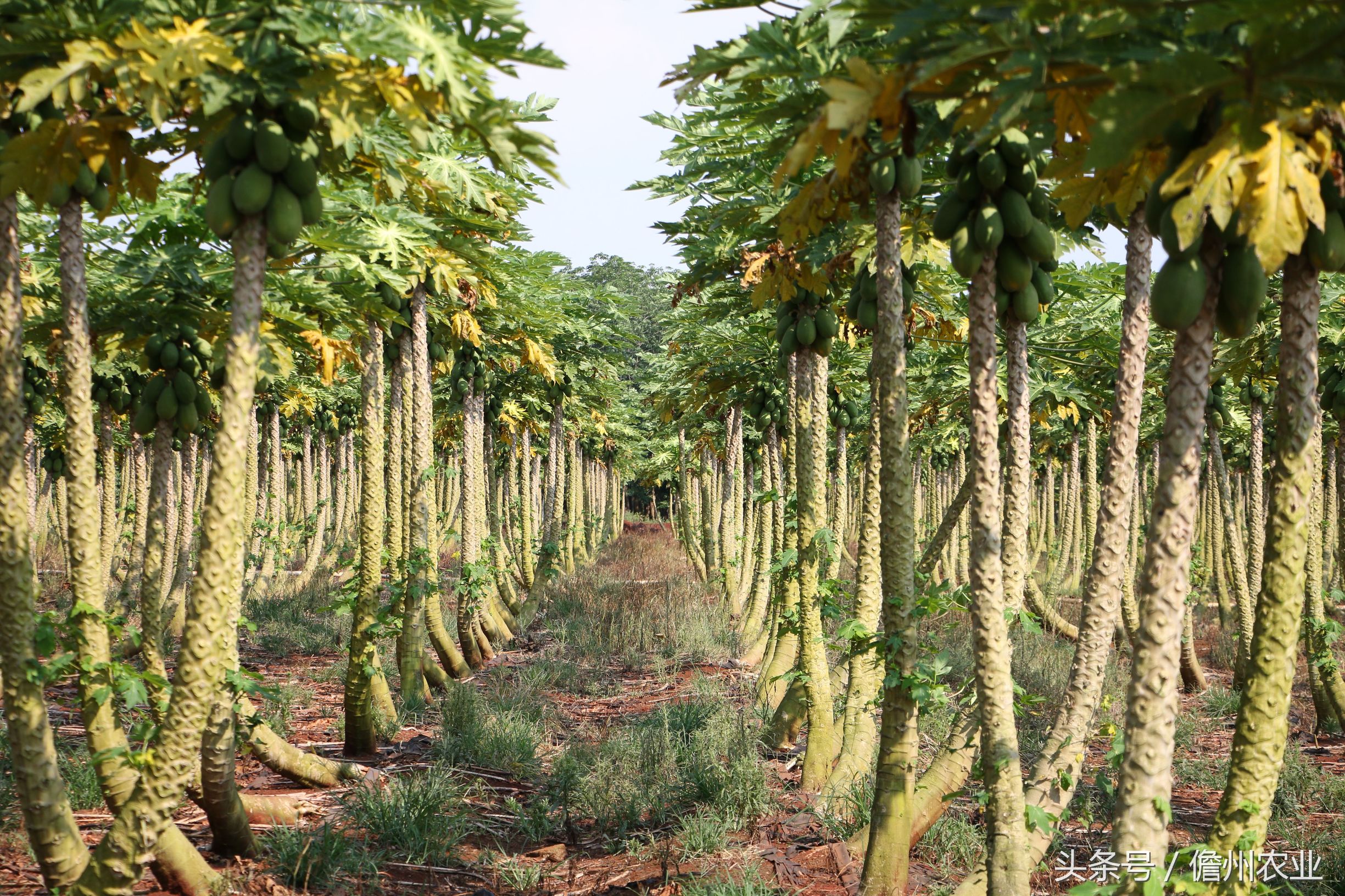 木瓜排骨汤是凉性的吗,木瓜莲子排骨汤的做法
