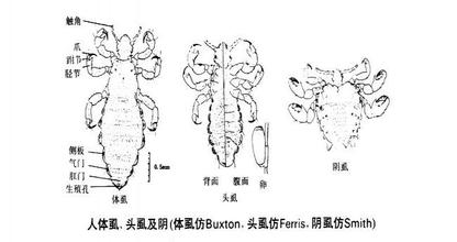 阴虱的传播途径只有一个