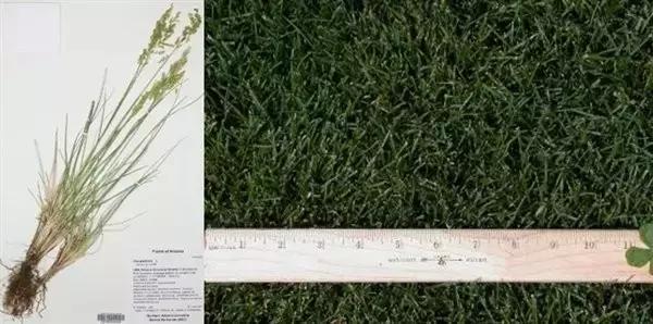 错错错,是草皮的错,可你们是否真的懂呢?