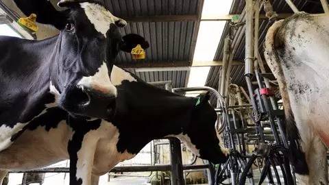 中国乳业收购外企,中国企业收购外资企业