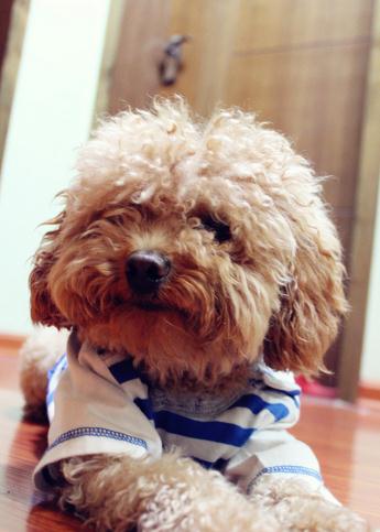 如何防止泰迪发情后受孕,怎么护理七个月的母泰迪发情期