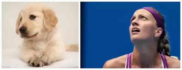 网络十二生肖搞笑,足球运动员十二生肖