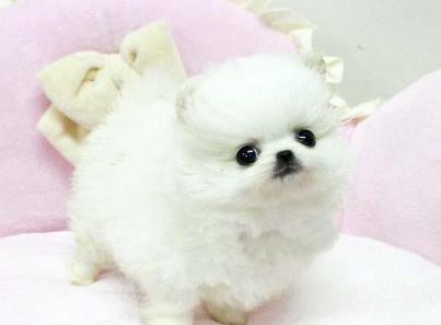 狗狗常见皮肤病区分,各个品种狗遗传疾病