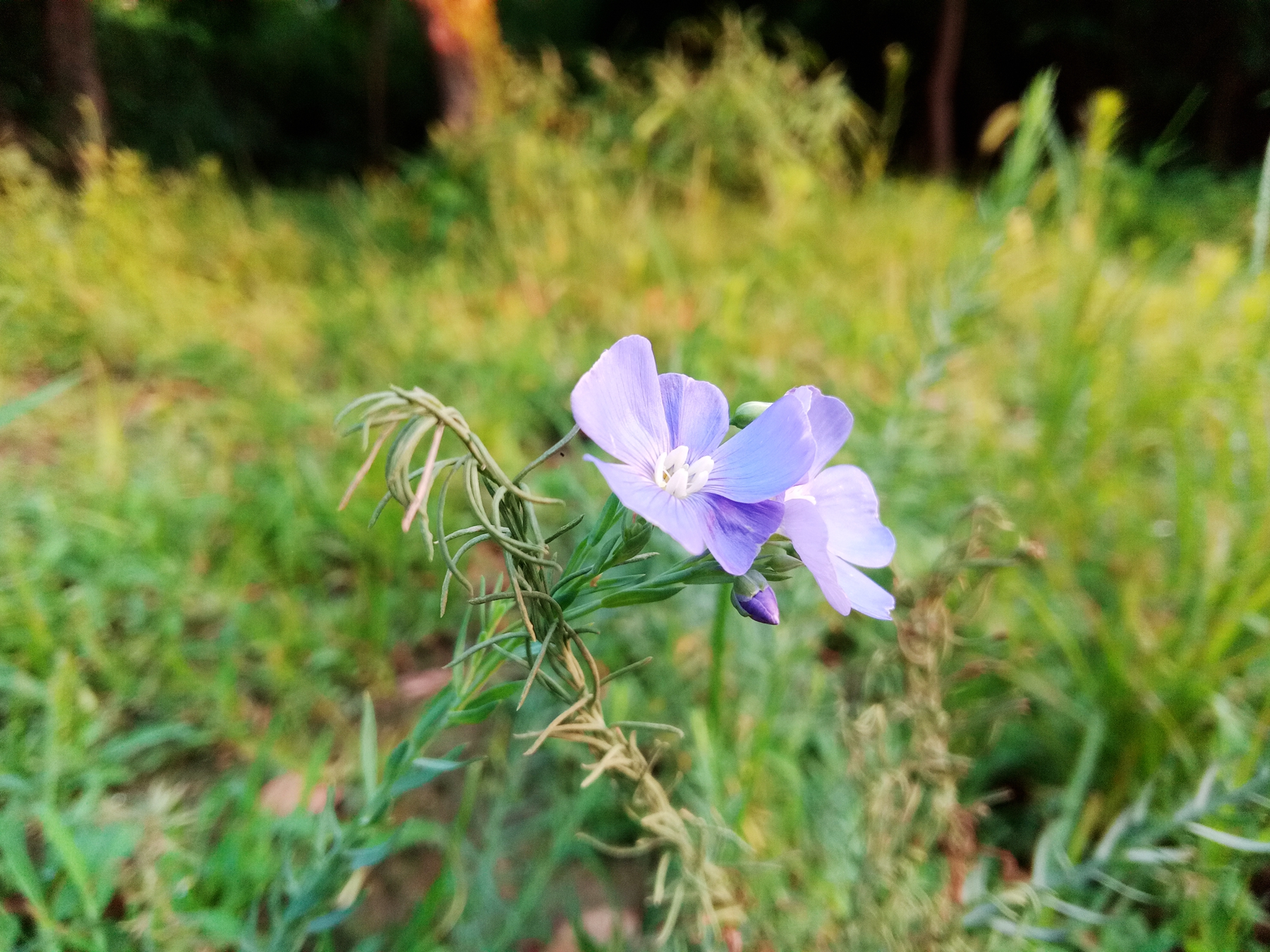 小品牌性价比电动车,酷比max5参数