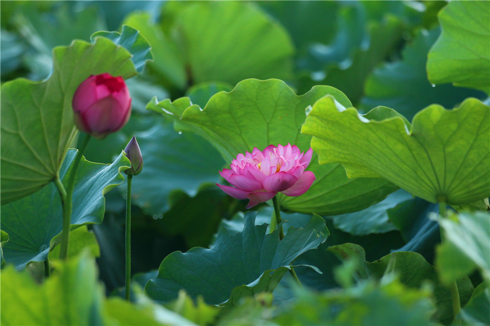 *萨特帕**一场与荷花无法拒绝的浪漫之旅